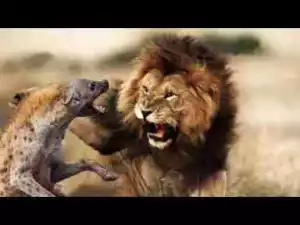 Video: LIONS VS HYENAS ULTIMATE FIGHT COMPILATION - Lion Kills Hyena, Hyena attacks Lion - Violent!